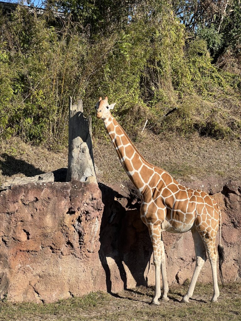 Giraffe im Freizeitpark USA