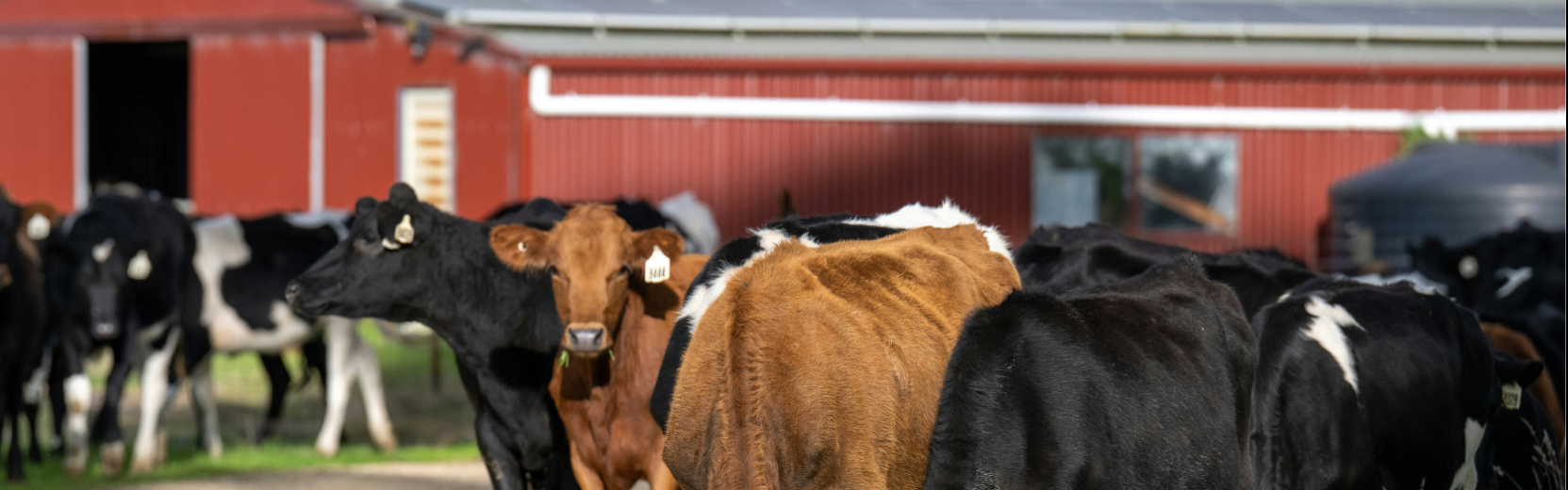 Kühe vor einer roten Farm