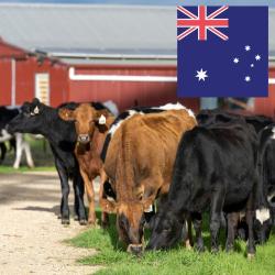 Kühe vor Farm mit Flagge