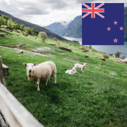 Farmstay Neuseeland mit flagge